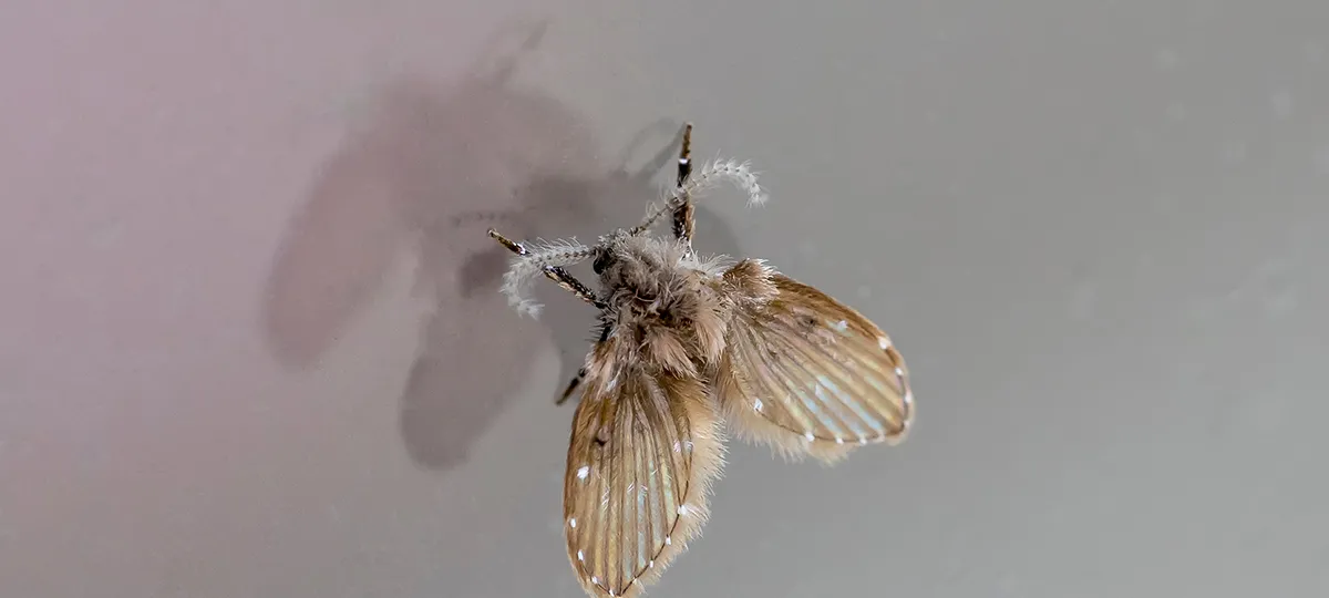 How to Get Rid of Drain Flies: Professional Solutions